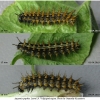 arg paphia larva4 volg